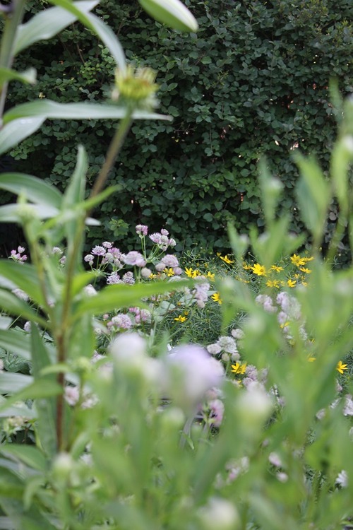 July8_ (35)
