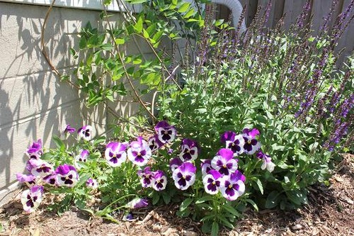 June14_pansies