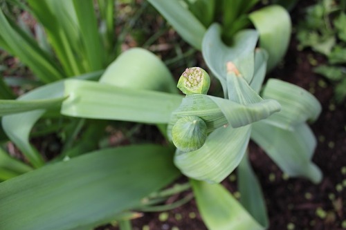 May14_allium1