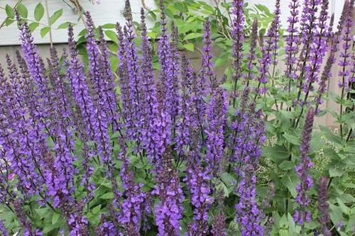 June22_salvia