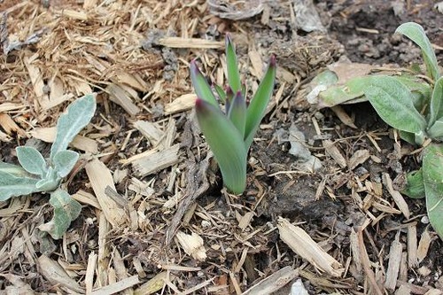April12_ps