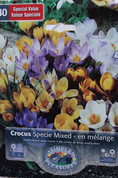 Sept20_crocus