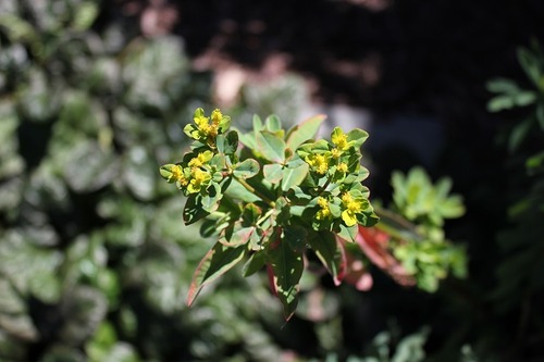 Sept7_euphorbia