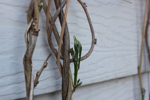 May10_wisteria