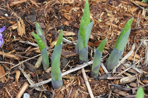 May14_hosta2