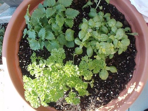 herbs