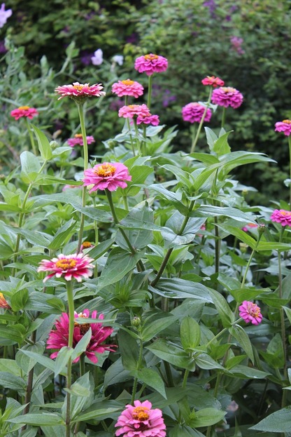 Aug23_zinnias