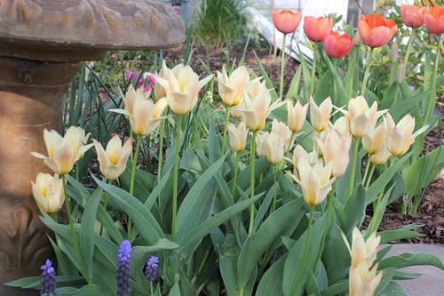 May10_tfe1