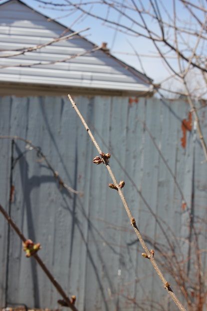 April20_dl