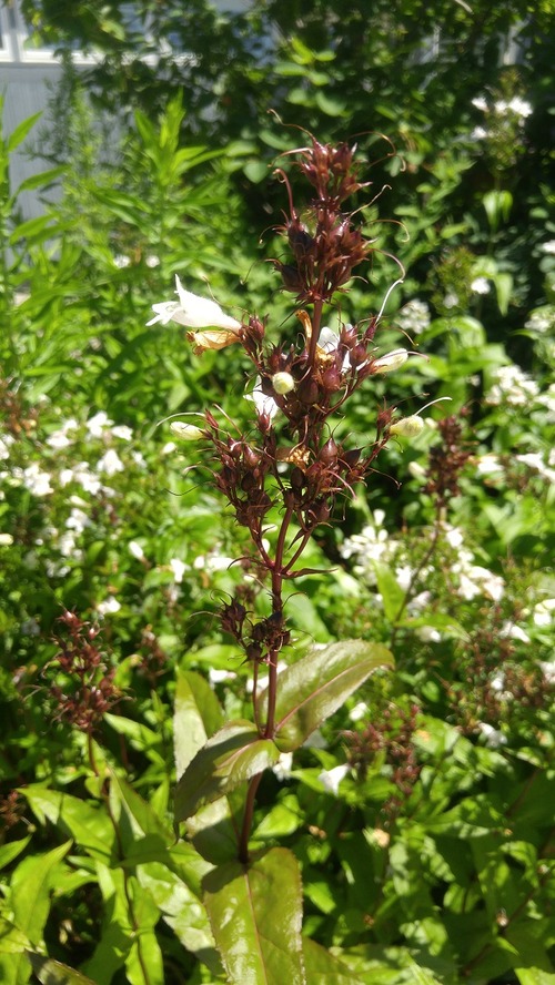 July8_Kortright (15)