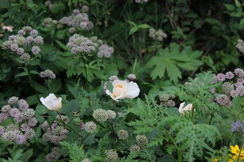 July22_ (56)