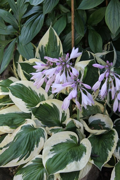 July30_hosta