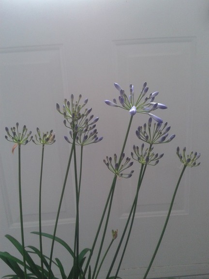 agapanthus1