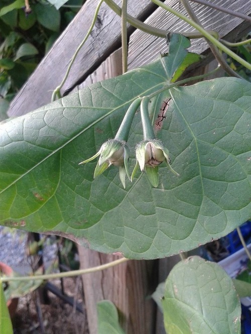 mgseeds
