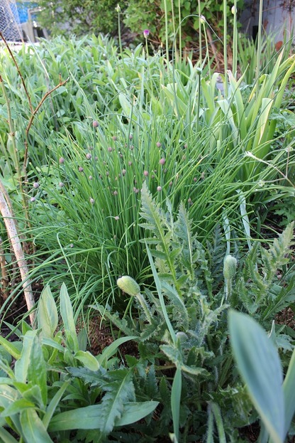 May22_chives2