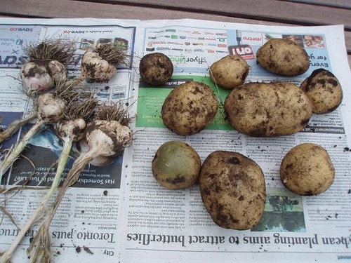 july28_harvests