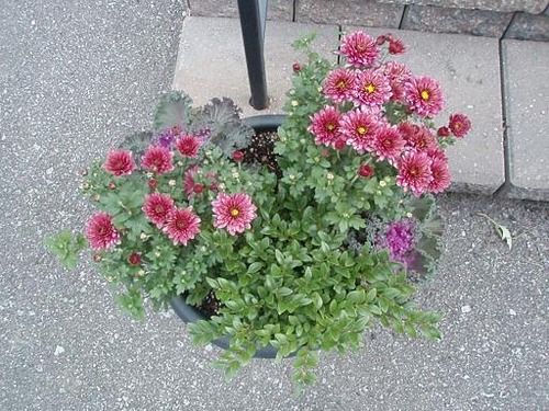 mumplanter2