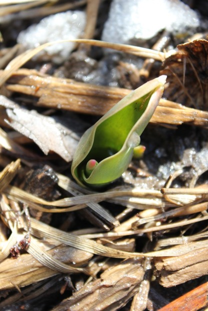 March19_tulip1