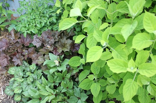 June5_hyGreen
