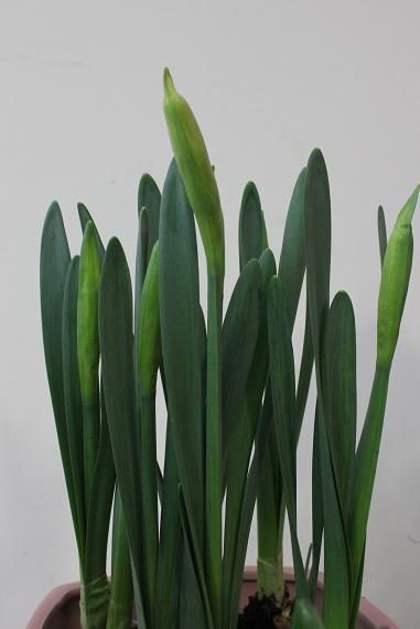 Narcissus_jan27