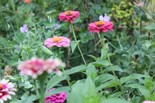 Aug16_zinnias2
