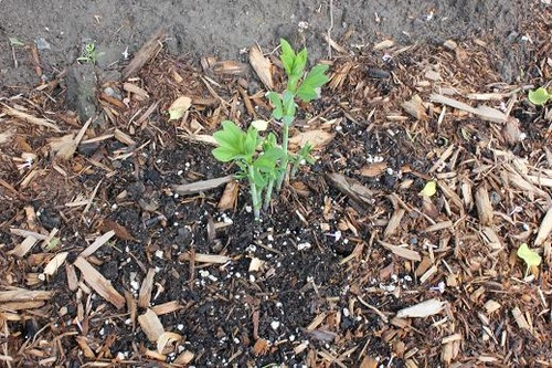 June2_baptisia