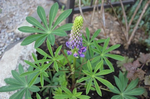 May17_lupin