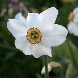 Poeticus Recurvus Cupped Narcissi