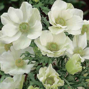 AnemoneBride