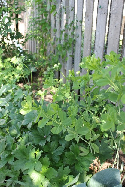 June20_baptisia