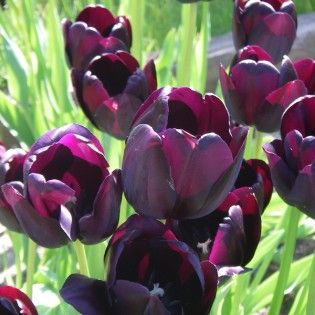 Queen of Night Tulips