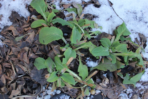 Jan16_digitalis