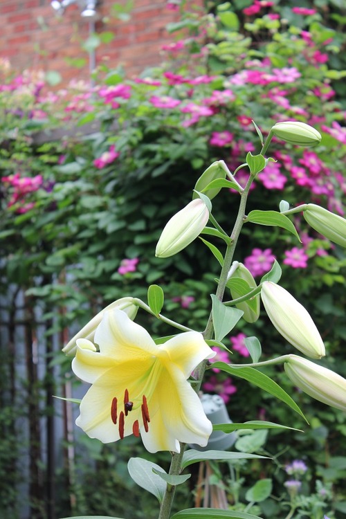 July23_ (36)