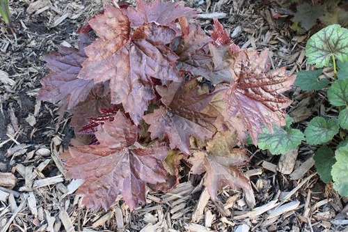 May25_heuchera1