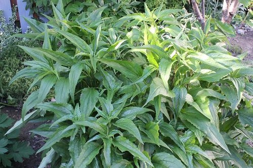 June9_echinacea