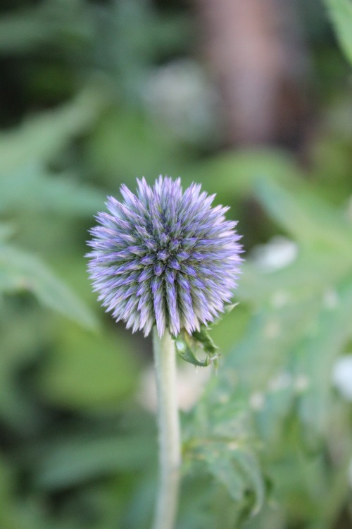 July8_ (6)