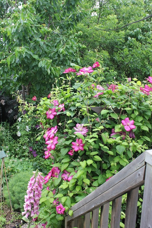 June25_ (10)