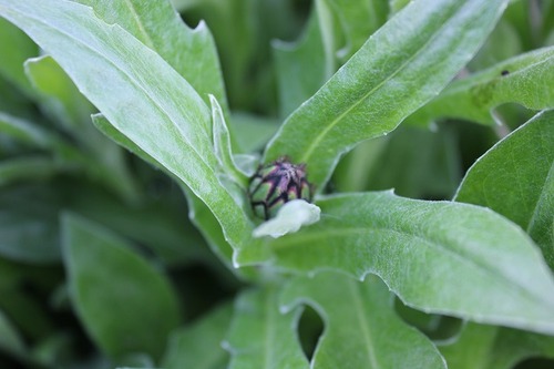 May17_centaurea
