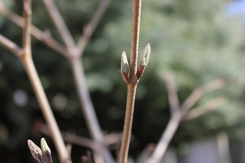 Apr22_vss