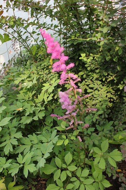 July12_astilbe