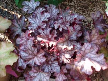 heuchera_blackccurent
