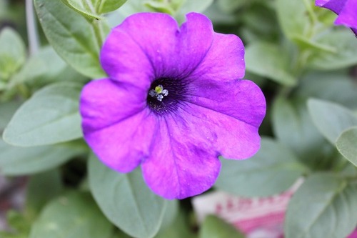 May17_petunia1