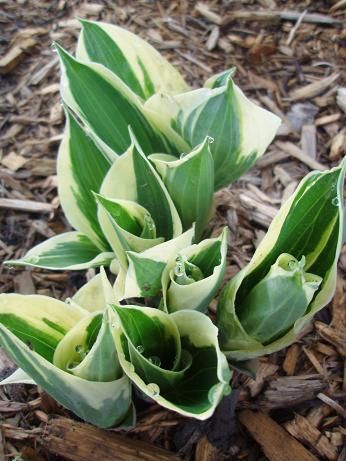 hosta