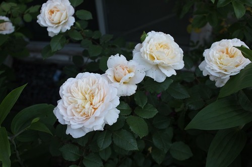 June27_cr1