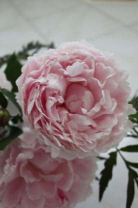 June13_cpeony2