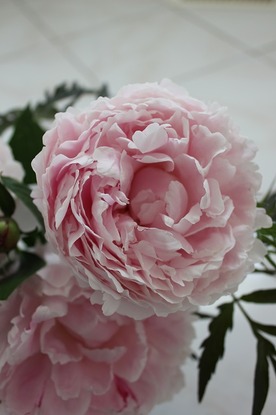 June13_cpeony2