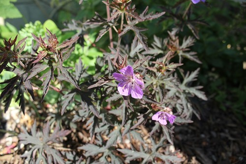 July14_ (4)