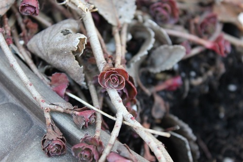 Feb19_sedum2