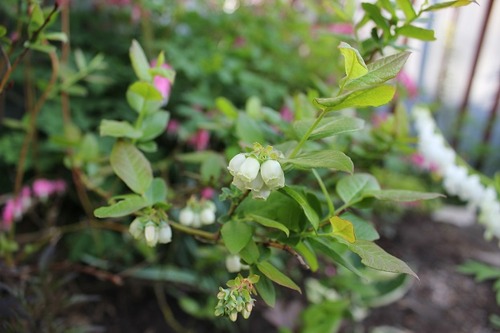 May17_blueberry