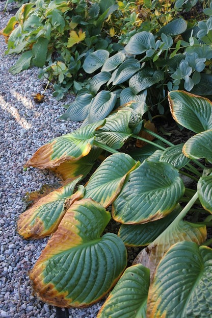 Oct22_hosta